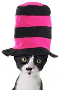A real cat in a hat
