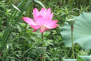 Nature flower